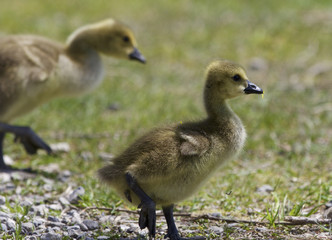 Beautiful isolated image with a family of the Canada geese