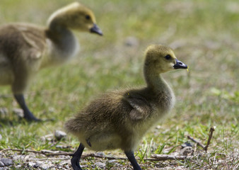 Beautiful picture with a pair of chicks of the Canada geese