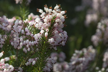 Common heather, Ling (Calluna vulgaris)