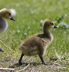 Beautiful background with a pair of chicks of the Canada geese