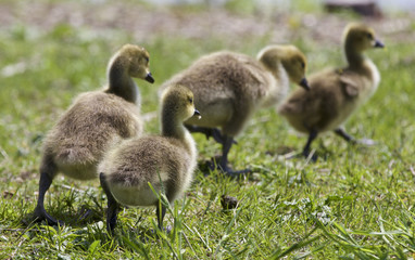 Beautiful isolated photo of a family of the Canada geese