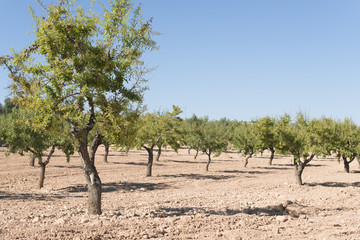 Fototapeta na wymiar Almond trees