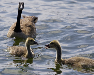 Beautiful isolated picture with a family of the Canada geese