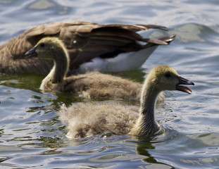 Beautiful isolated photo of chicks of the Canada goose