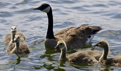 Beautiful isolated photo of chicks of the Canada goose in the lake