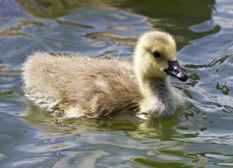 Beautiful image with a chick of the Canada geese eating