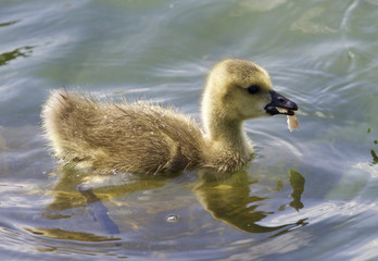 Beautiful background with a chick of the Canada geese eating