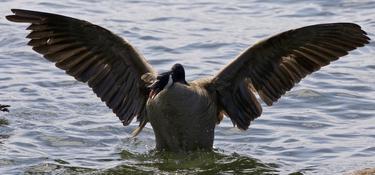 Beautiful isolated photo of an angry Canada goose with the opened wings