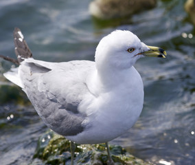 Beautiful background with a ring-billed gull