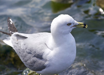 Beautiful isolated image with a ring-billed gull