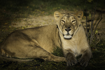 Lioness lying in the desert.