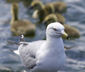 Beautiful background of a gull and the Canada geese near the lake
