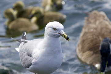 Beautiful isolated image of a gull and the Canada geese near the lake
