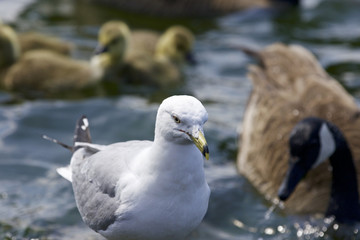 Beautiful isolated picture of a gull and the Canada geese near the lake