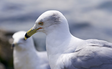 Beautiful isolated picture of two ring-billed gulls