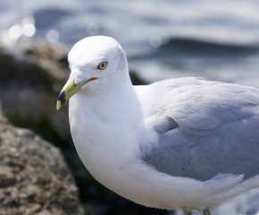 Beautiful isolated image with a gull