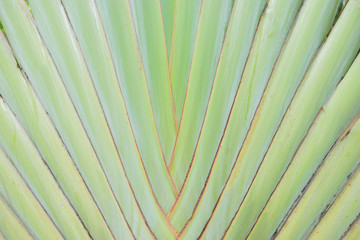 Traveler palm leaf background in nature weave pattern (Banana fa