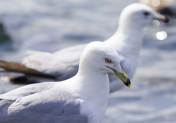 Beautiful isolated picture with two ring-billed gulls