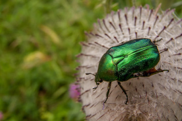 Fauna