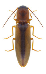 Beetle Dalopius marginatus on a white background