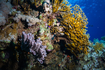 Coral garden