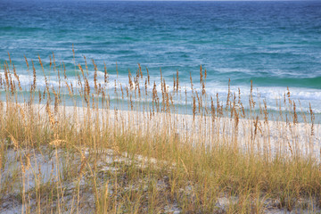 Wild grasses on the sea coast. Beautiful summer landscape