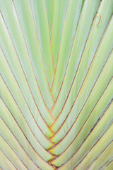 Traveler palm leaf background in nature weave pattern (Banana fa