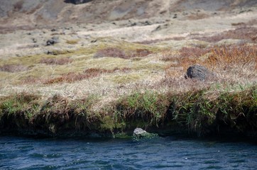 heiße Quellen auf Island

