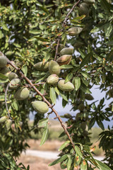 Almond tree with fruits