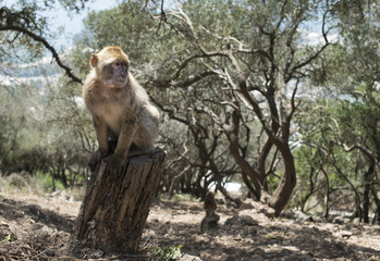 Fototapeta na wymiar Barbary macaque monkey
