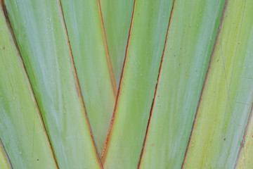 Traveler palm leaf background in nature weave pattern (Banana fa