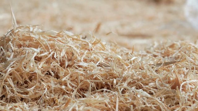 Wooden background: sawdust strewed on the ground at the sawmill. Close-up and moving camera