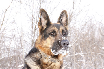 Dog german shepherd in a winter day