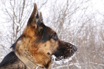 Dog german shepherd in a winter day