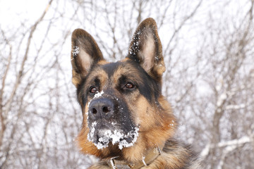 Dog german shepherd in a winter day