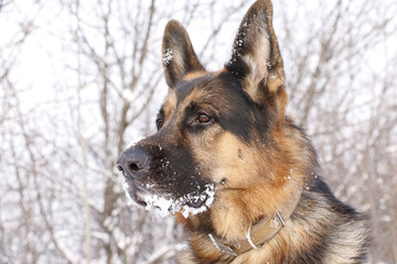 Dog german shepherd in a winter day