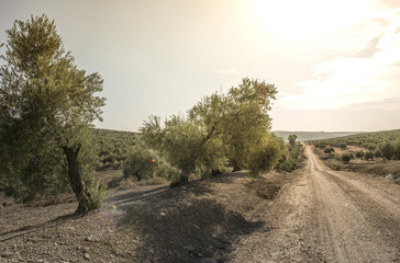 Olive trees at sunset