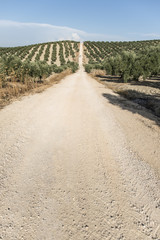 Olive trees and dirt road