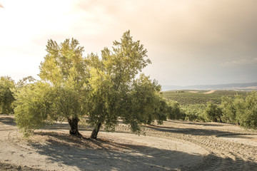 Naklejka na ściany i meble Olive trees at sunset