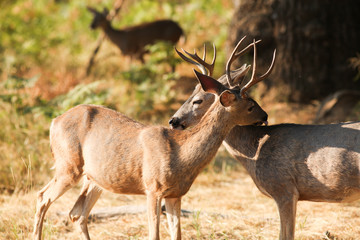 Mule deer bucks licking each others backs.
