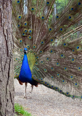 Obraz premium Beautyful Peafowl with colorful feather
