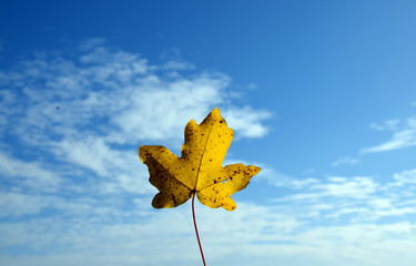 Naklejka na ściany i meble Yellow leaf and blue sky