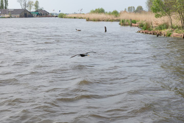 Fototapeta premium Cormorant flying above water of De Kwakel in Broekpolder Vlaardingen, The Netherlands