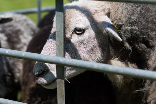 Abscheren Bilder Durchsuchen 327 Archivfotos, und
