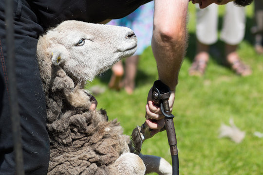 Schaf wird geschoren