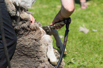 Schaf wird geschoren