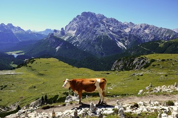 Fototapeta na wymiar Cow in Dolomites