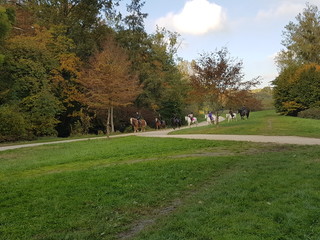 cheveaux en pleine nature