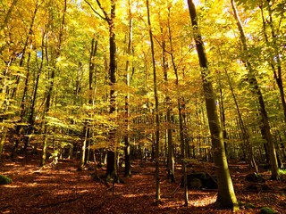 Yellow colorful leaves on deciduous trees in deciduous forest in wild nature during autumn