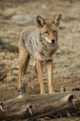 Naklejka na ściany i meble Coyote standing near a log in Yosemite National Park.